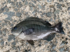 クチブトグレの釣果