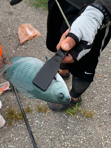 メジナの釣果