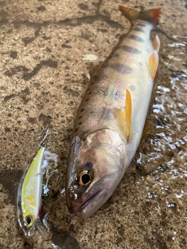 ヤマメの釣果