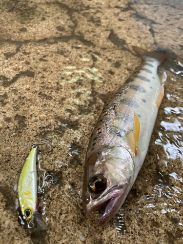 ヤマメの釣果