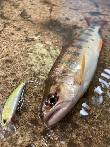 ヤマメの釣果