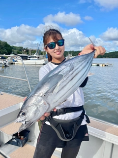 カツオの釣果