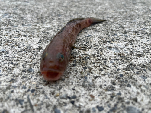 アナハゼの釣果