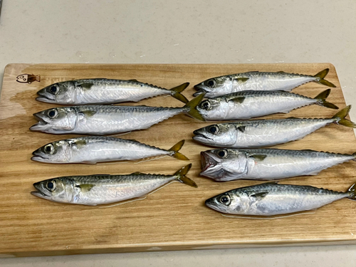 サバの釣果