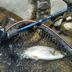 ウグイの釣果