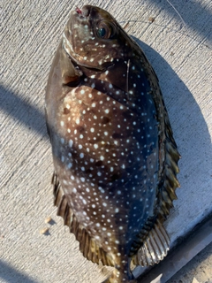 アイゴの釣果