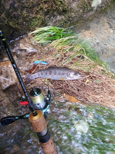 アマゴの釣果