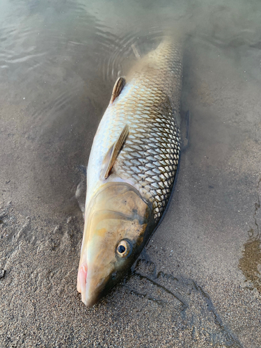 コイの釣果