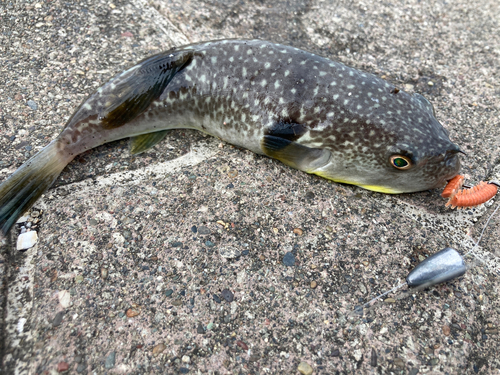 フグの釣果