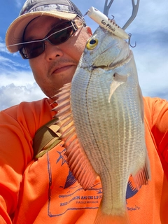 ミナミクロダイの釣果