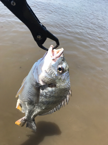 キビレの釣果