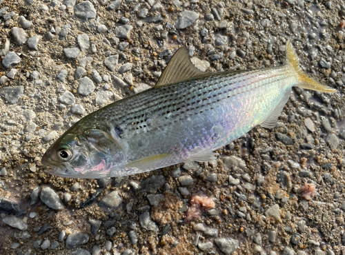 コノシロの釣果