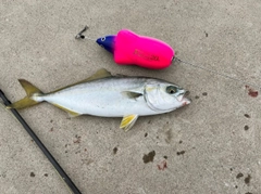 ショゴの釣果