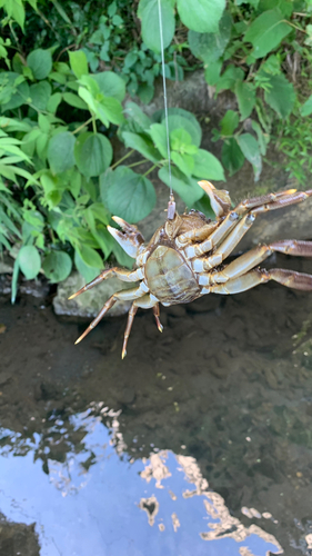 モクズガニの釣果