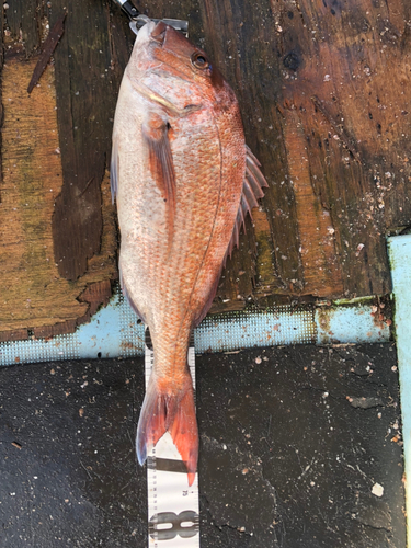 マダイの釣果