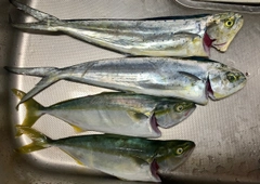 シイラの釣果