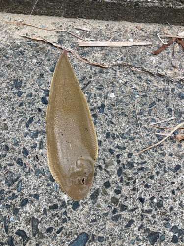 シタビラメの釣果