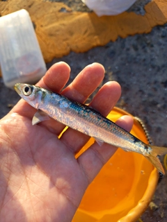 ウルメイワシの釣果