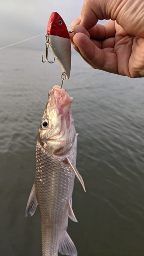 ニゴイの釣果