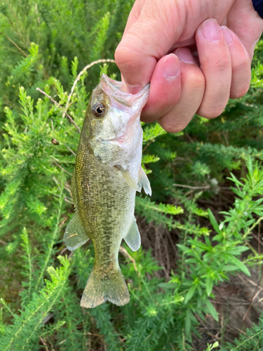 ラージマウスバスの釣果