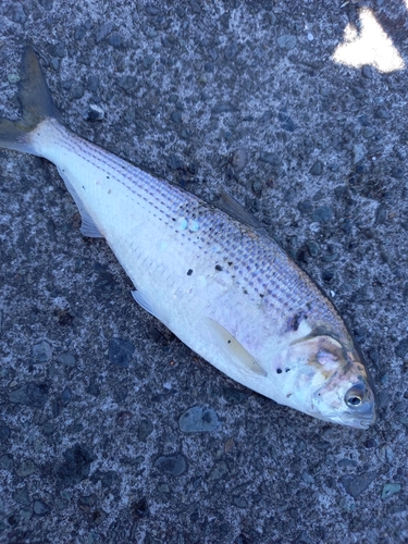 コノシロの釣果