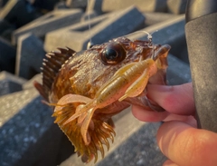 ガシラの釣果