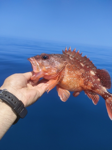 ウッカリカサゴの釣果