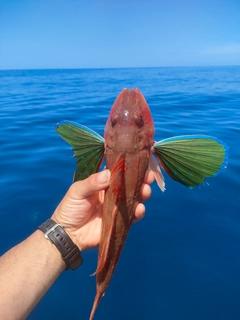 ホウボウの釣果