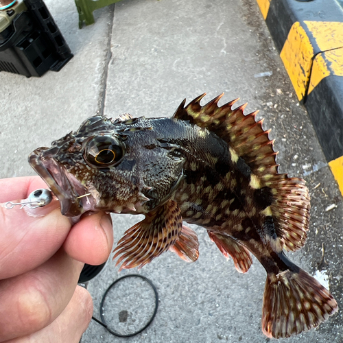 カサゴの釣果