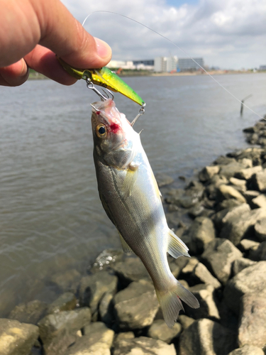 セイゴ（マルスズキ）の釣果