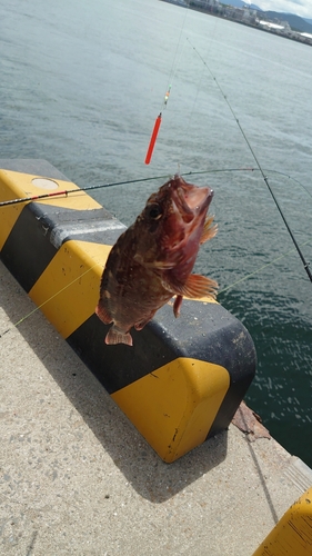 ガシラの釣果