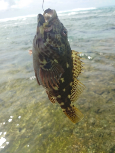 イソゴンベの釣果