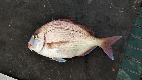 チダイの釣果