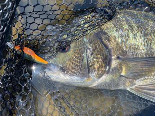 クロダイの釣果