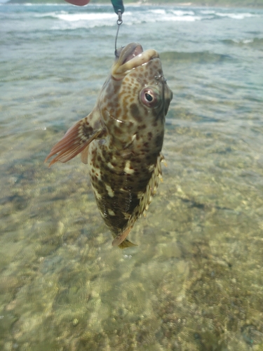 イソゴンベの釣果