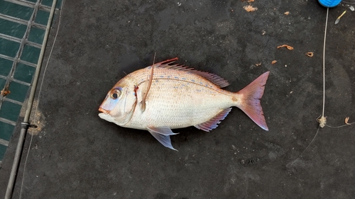 チダイの釣果