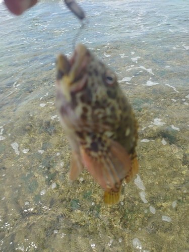 イソゴンベの釣果