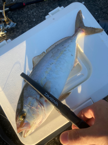 ショゴの釣果