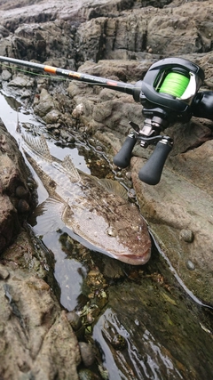 マゴチの釣果