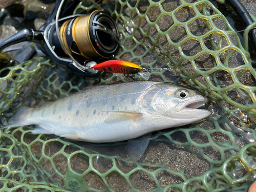 ヤマメの釣果