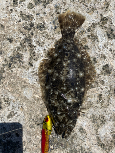 ヒラメの釣果