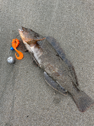 アイナメの釣果