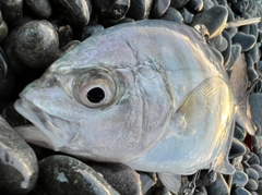 クロヒラアジの釣果