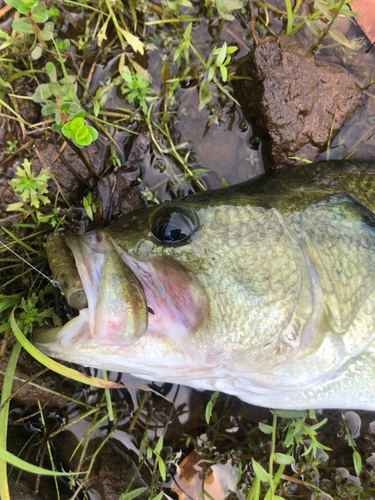 ブラックバスの釣果