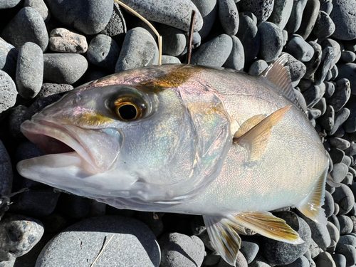 ショゴの釣果