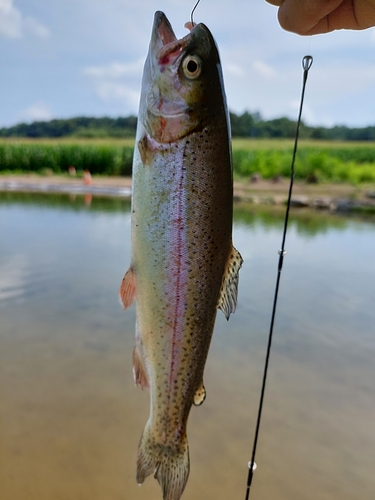 トラウトの釣果