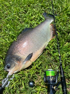 コロソマの釣果