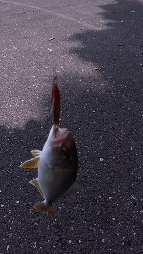 ショゴの釣果