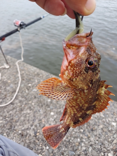 カサゴの釣果