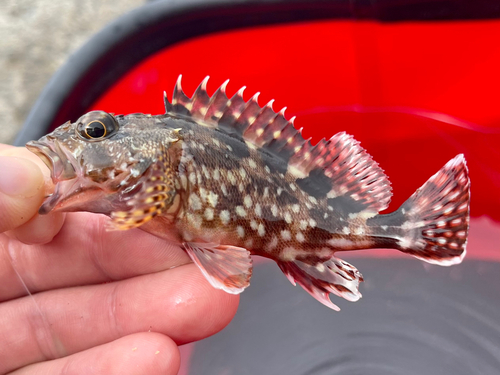 カサゴの釣果